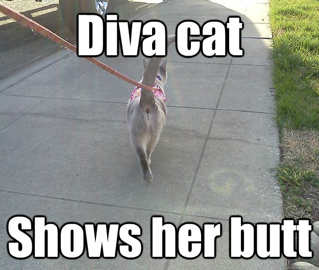 Diva cat Shows her butt  Diva cat