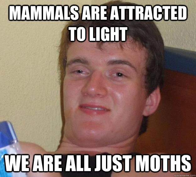 Mammals are attracted to light We are all just moths - Mammals are attracted to light We are all just moths  10 Guy