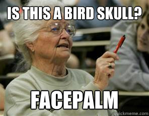 Is this a bird skull? FACEPALM  Senior College Student