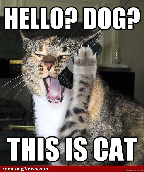 HELLO? DOG? THIS IS CAT - HELLO? DOG? THIS IS CAT  cat phone