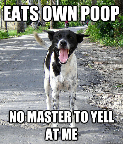 eats own poop no master to yell at me - eats own poop no master to yell at me  Third World Success Dog