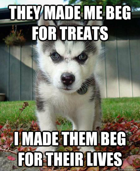 They made me beg for treats I made them beg for their lives - They made me beg for treats I made them beg for their lives  Evil husky