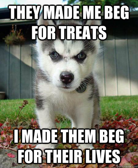They made me beg for treats I made them beg for their lives  Evil husky