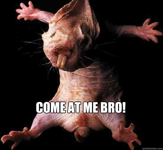 come at me bro!  Mole Rat