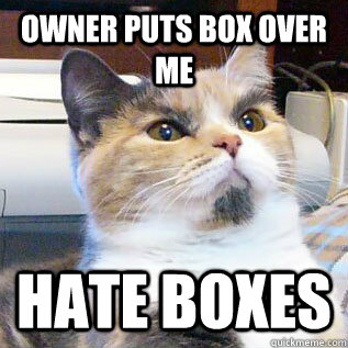 Owner puts box over me hate boxes  Disapproval cat