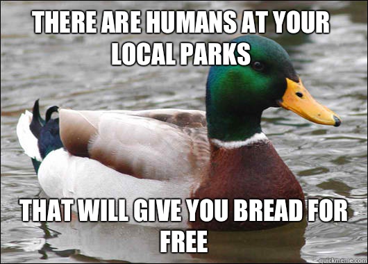 There are humans at your local parks That will give you bread for free - There are humans at your local parks That will give you bread for free  Actual Advice Mallard
