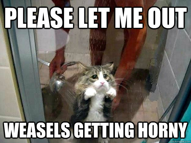 Please let me out Weasels getting horny  Shower kitty