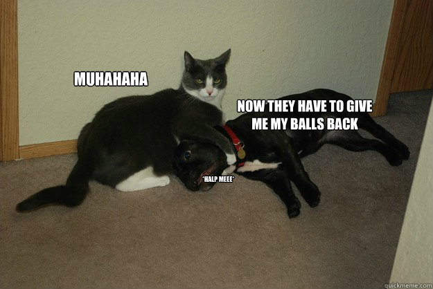 muhahaha now they have to give me my balls back *halp meee* - muhahaha now they have to give me my balls back *halp meee*  Revenge Cat