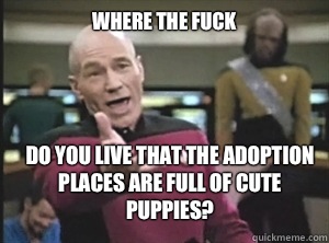 where the fuck Do you live that the adoption places are full of cute puppies?  Annoyed Picard