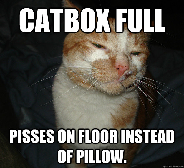 Catbox full Pisses on floor instead of pillow.  Cool Cat Craig