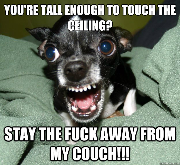 you're tall enough to touch the ceiling? stay the fuck away from my couch!!!  Chihuahua Logic