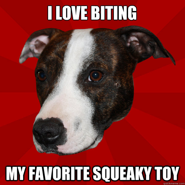 I love biting my favorite squeaky toy - I love biting my favorite squeaky toy  Vicious Pitbull Meme