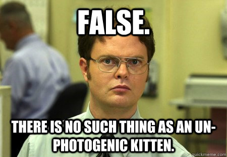 False. There is no such thing as an un-photogenic kitten.  Dwight K Schrute