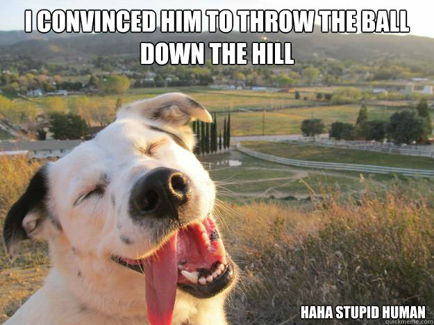 I convinced him to throw the ball down the hill haha stupid human  