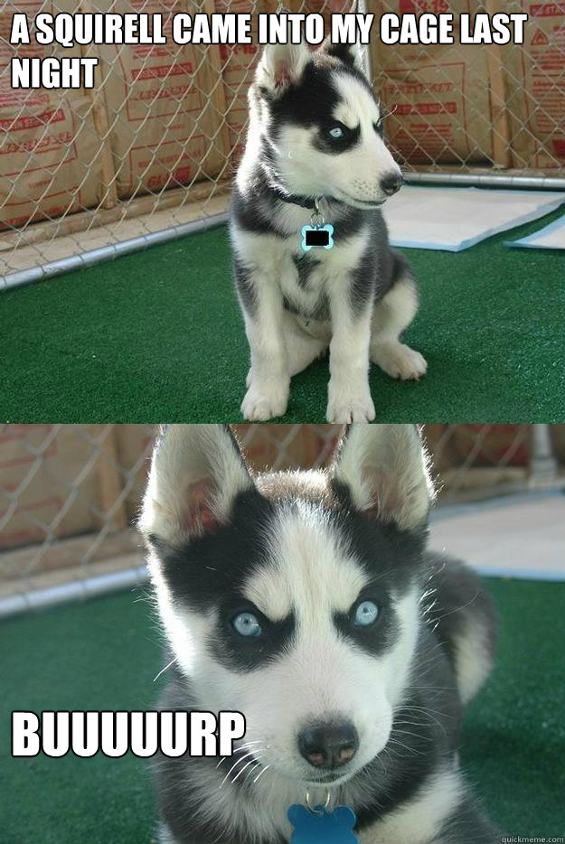 A SQUIRELL CAME INTO MY CAGE LAST NIGHT BUUUUURP  Insanity puppy