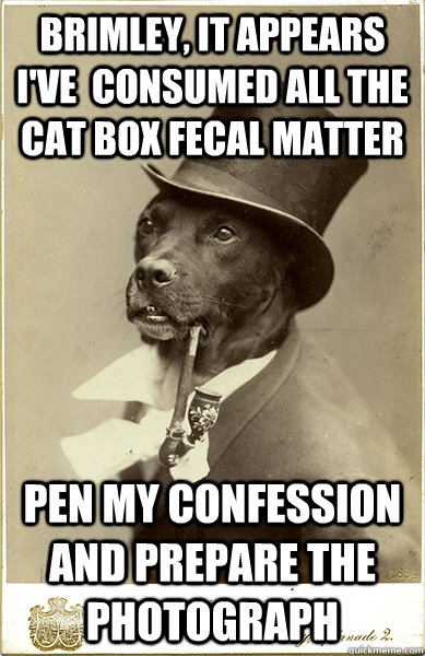 Brimley, it appears I've  consumed all the cat box fecal matter  pen my confession and prepare the photograph - Brimley, it appears I've  consumed all the cat box fecal matter  pen my confession and prepare the photograph  Old Money Dog