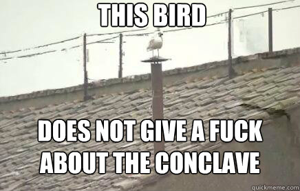 This bird does not give a fuck about the conclave  