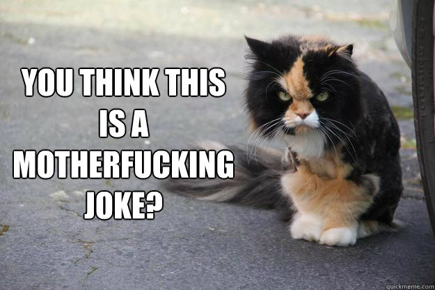 You think this is a motherfucking joke?  Angry Cat