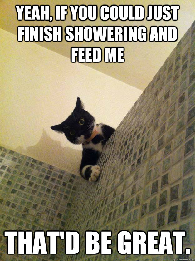 Yeah, if you could just finish showering and feed me That'd be great.  Incredulous Cat