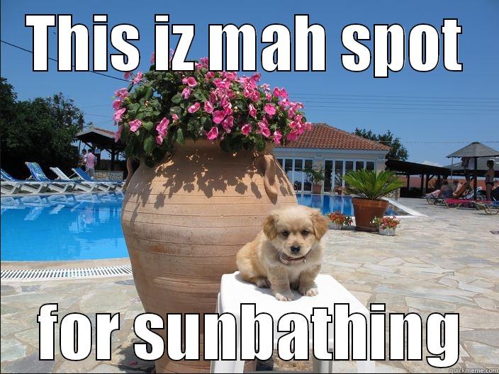 doggy sun - THIS IZ MAH SPOT  FOR SUNBATHING Misc
