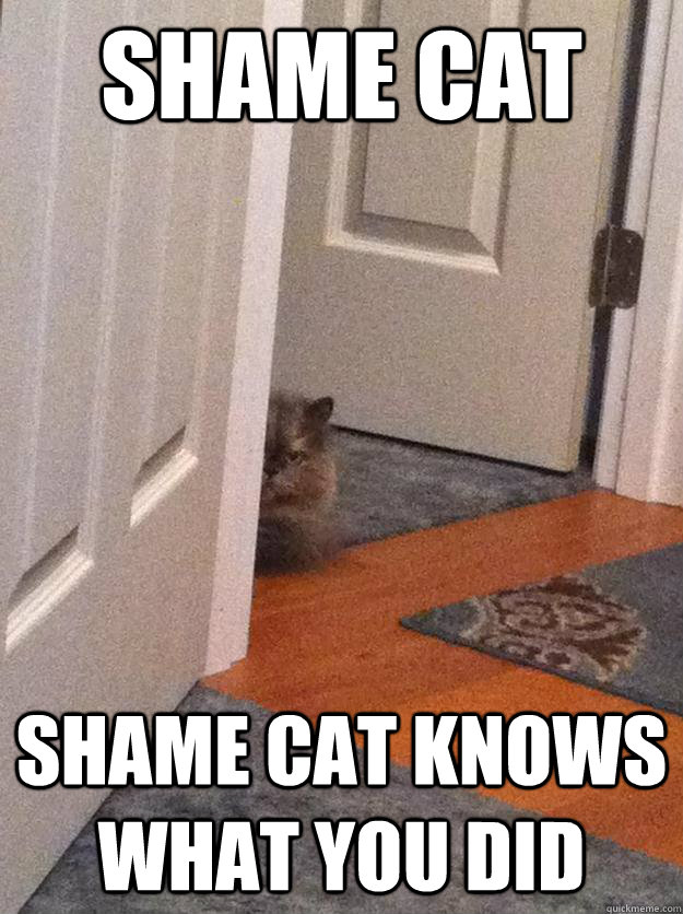 SHAME CAT shame cat knows what you did - SHAME CAT shame cat knows what you did  Misc