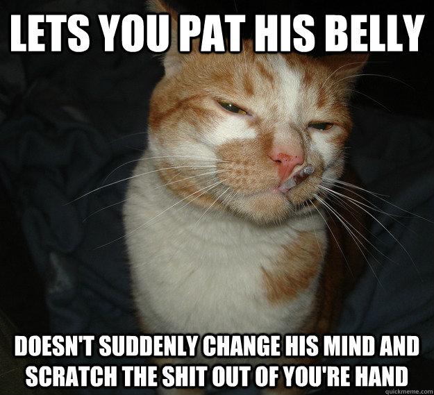 lets you pat his belly doesn't suddenly change his mind and scratch the shit out of you're hand  Cool Cat Craig