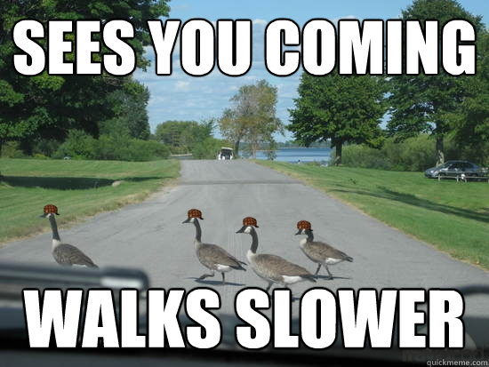 sees you coming walks slower  Scumbag Geese