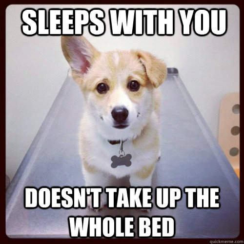 sleeps with you doesn't take up the whole bed   Good Guy Dog
