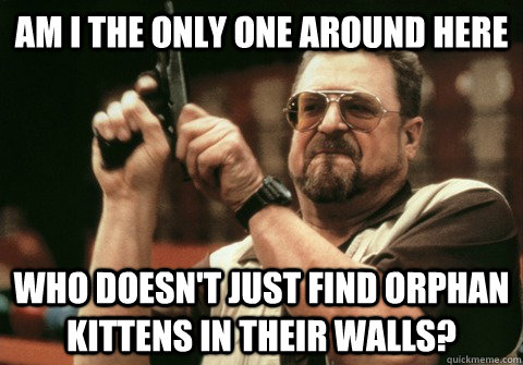 Am I the only one around here Who doesn't just find orphan kittens in their walls? - Am I the only one around here Who doesn't just find orphan kittens in their walls?  Am I the only one