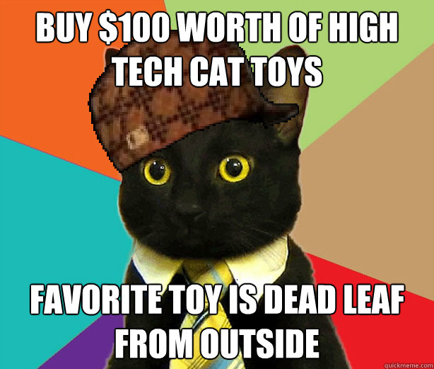Buy $100 worth of high tech cat toys
 favorite toy is dead leaf from outside  Scumbag Cat
