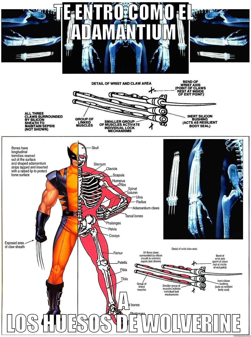 Wolverine Anatomy - TE ENTRO COMO EL ADAMANTIUM A LOS HUESOS DE WOLVERINE Misc