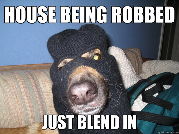 House being robbed Just blend in  Awful Guard Dog