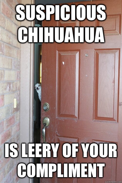 Suspicious Chihuahua is leery of your compliment  