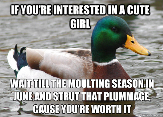 If you're interested in a cute girl Wait till the moulting season in June and strut that plummage, cause you're worth it  Actual Advice Mallard