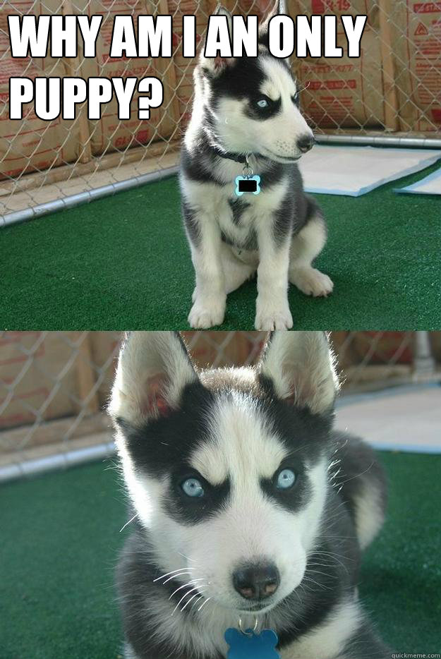 why am i an only puppy?   Insanity puppy