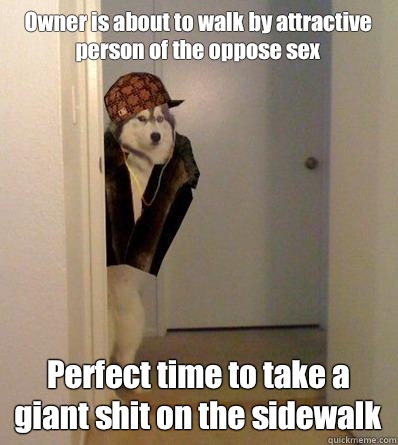 Owner is about to walk by attractive person of the oppose sex Perfect time to take a giant shit on the sidewalk  Scumbag dog
