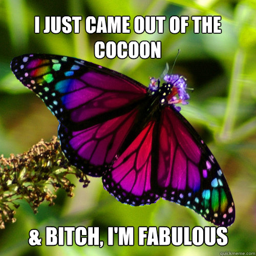 i just came out of the 
cocoon
 & bitch, i'm fabulous  gay butterfly