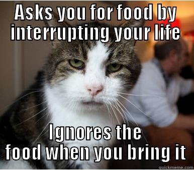 Unimpressed cat - ASKS YOU FOR FOOD BY INTERRUPTING YOUR LIFE IGNORES THE FOOD WHEN YOU BRING IT Misc