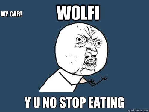 WOLFI y u no stop eating my car!  Y U No