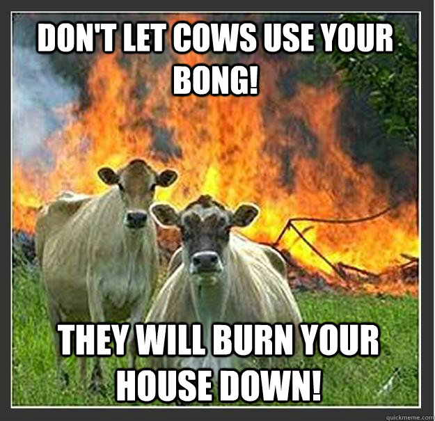 Don't Let cows use your bong! They will burn your house down!  Evil cows