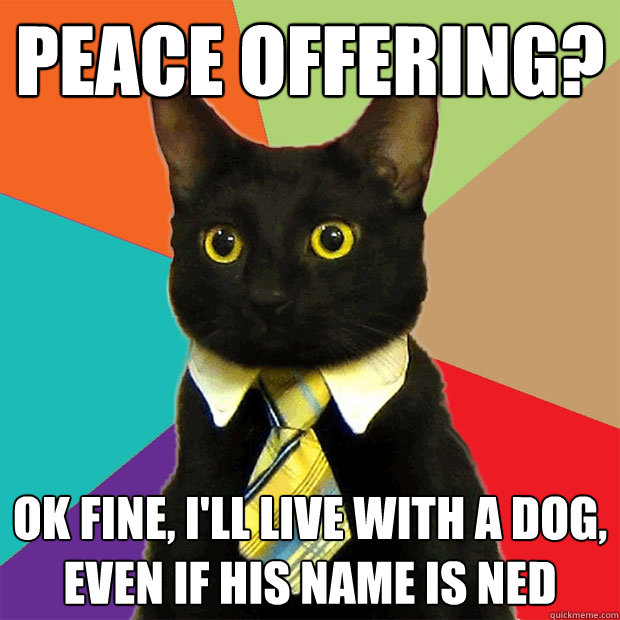 peace offering? ok fine, i'll live with a dog, even if his name is ned - peace offering? ok fine, i'll live with a dog, even if his name is ned  Business Cat
