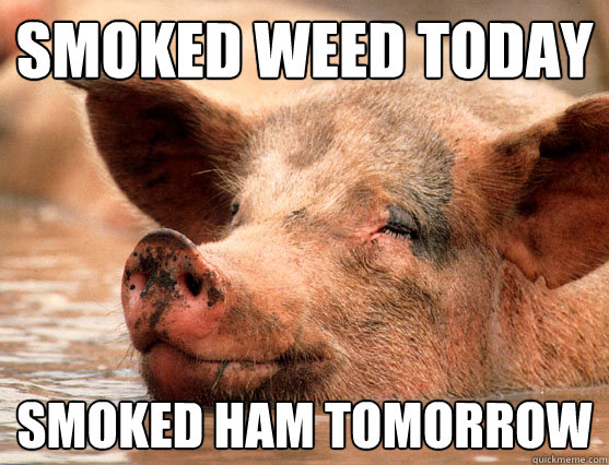 smoked weed today
 smoked ham tomorrow  Stoner Pig