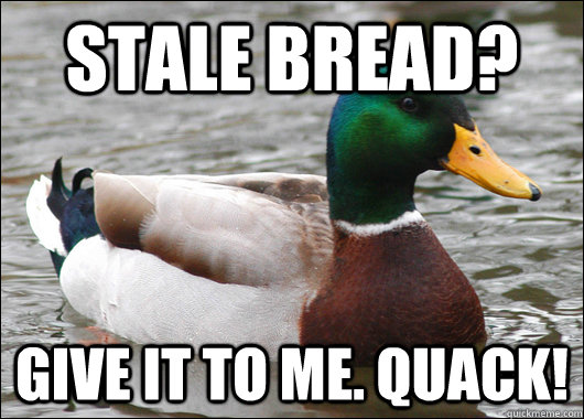 stale bread? give it to me. quack! - stale bread? give it to me. quack!  Actual Advice Mallard