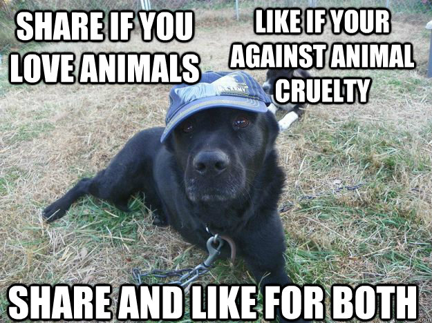 share if you love animals like if your against animal cruelty  share and like for both  