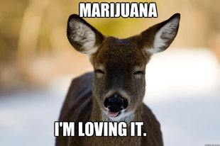 marijuana I'm loving it.  