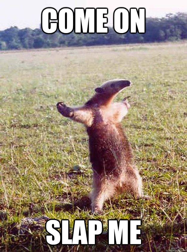 come on slap me - come on slap me  anteater bro