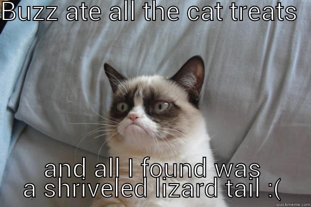 BUZZ ATE ALL THE CAT TREATS  AND ALL I FOUND WAS A SHRIVELED LIZARD TAIL :( Grumpy Cat