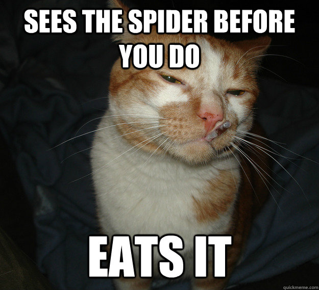 Sees the spider before you do eats it  Good Guy Cat