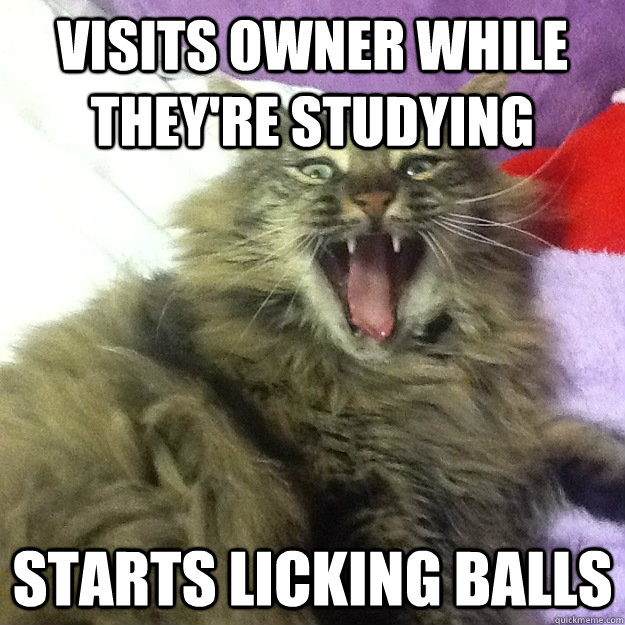 visits owner while they're studying starts licking balls  