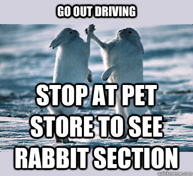 Go out driving stop at pet store to see rabbit section  Bunny Bros